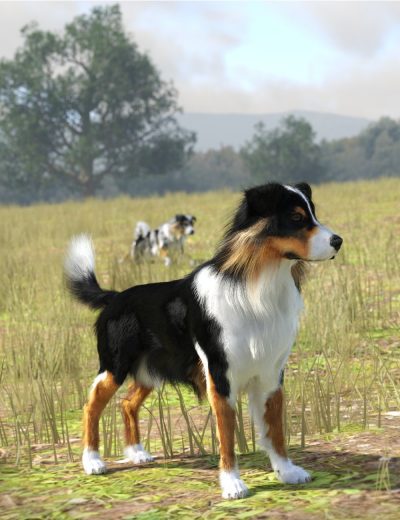 australianshepherdfordazdog800maindaz3d-1