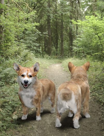 corgifordazdog800maindaz3d-1