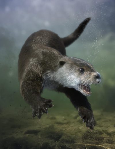 otterbyam00maindaz3d-1-3