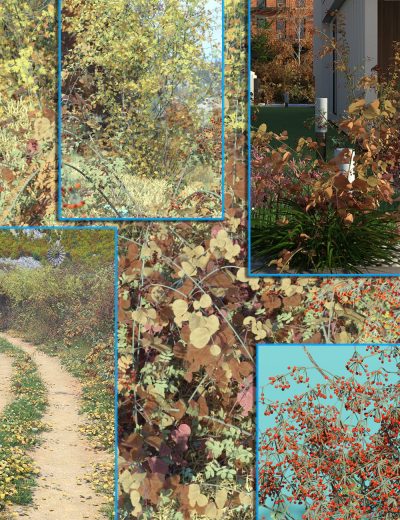 hedgerowkit3fallhawthornehedgesbramblesanddogrose00maindaz3d-3