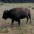 Buffalo