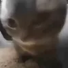 Falkloy